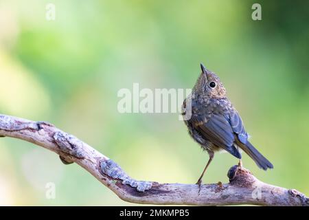 Europäischer Robin [ Erythacus rubecula ] Jugendlicher auf einem alten Stock, der in ungewöhnlicher Pose aufblickt Stockfoto