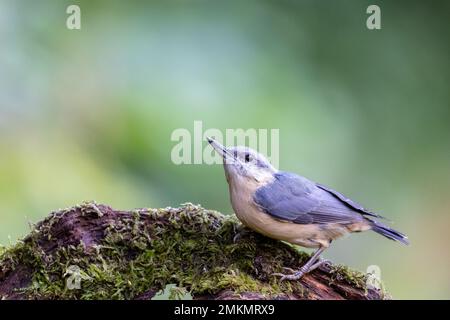 Nuthatch [ Sitta europaea ] auf moosem Baumstamm mit Blick nach oben Stockfoto