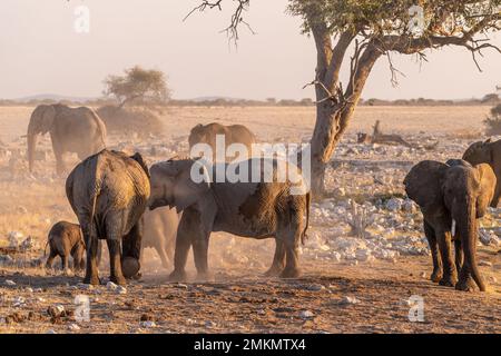 Eine Gruppe von Elefanten, die sich nach einem Bad in einem Wasserloch mit Schmutz bedecken. Etosha-Nationalpark, Namibia. Stockfoto