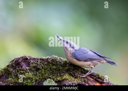 Nuthatch [ Sitta europaea ] auf moosem Baumstamm mit Blick nach oben Stockfoto