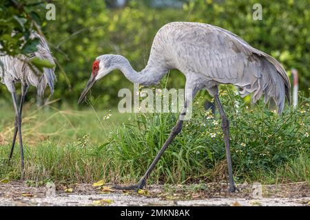 Sandhügelkrane (Grus canadensis), die durch einen Zitrushain in Zentralflorida wandern. (USA) Stockfoto