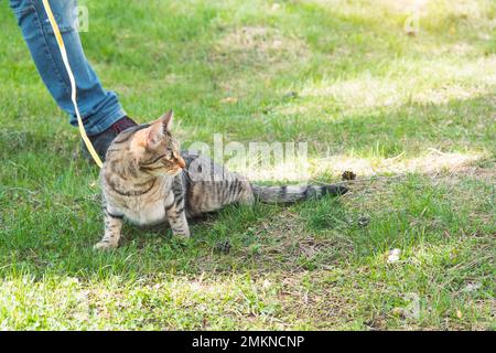 Mit einer Hauskatze mit dem Besitzer an einem gelben Gurtzeug spazieren gehen. Die Tabby Katze, die die Hand eines Menschen im Freien streichelt, versteckt sich im grünen Gras, vorsichtig und Stockfoto