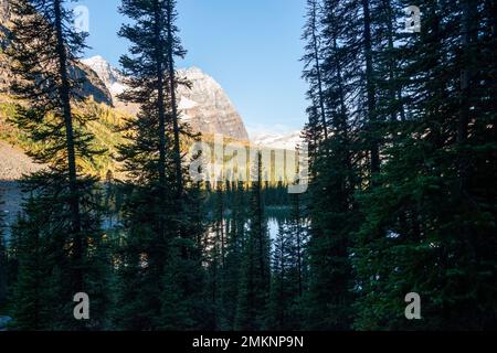 Berge und Herbstlarchen, die in der Morgensonne glühen, Lake O'Hara, Yoho National Park, Kanadische Rocky Mountains. Stockfoto