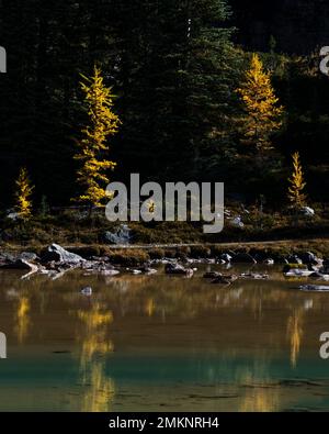 Leuchtend gelbe Lärchen spiegeln sich im Herbst in den Gewässern am Lake O'Hara, im Yoho-Nationalpark und in den Kanadischen Rockies wider. Vertikales Format. Stockfoto