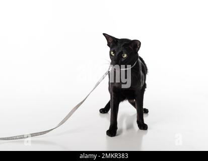 Curious Black Oriental Shorthair Kat. Studio-Fotoshooting. Isoliert auf weißem Hintergrund Stockfoto