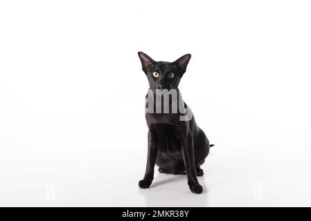 Curious Black Oriental Shorthair Kat. Studio-Fotoshooting. Isoliert auf weißem Hintergrund Stockfoto