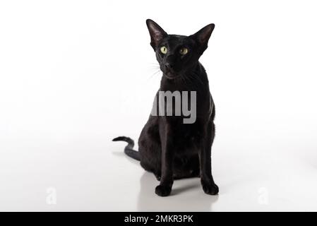 Curious Black Oriental Shorthair Kat. Studio-Fotoshooting. Isoliert auf weißem Hintergrund Stockfoto