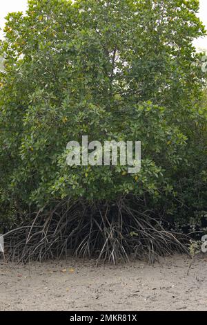 Ein Mangrovenbaum mit seinen atmenden Wurzeln im Sunderban-Nationalpark Stockfoto