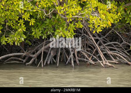 Ein Mangrovenbaum mit seinen atmenden Wurzeln am Rand eines Flusses im Sunderban-Nationalpark (Westbengalen, Indien) Stockfoto