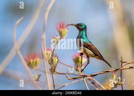 Souimanga Sunbird - Cinnyris sovimanga, kleiner, schöner, farbenfroher Stehvogel aus den Wäldern und Wäldern Madagaskars. Stockfoto