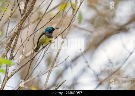 Souimanga Sunbird - Cinnyris sovimanga, kleiner, schöner, farbenfroher Stehvogel aus den Wäldern und Wäldern Madagaskars. Stockfoto