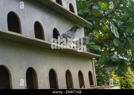 Eine Schar Tauben hoch oben in einem Vogelhaus in der Zoolandschaft Stockfoto
