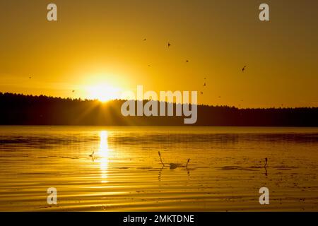 Willkommen Swallows (Hirundo Neoxena), die bei Sonnenaufgang Insekten jagen. Bundaberg Australien Stockfoto