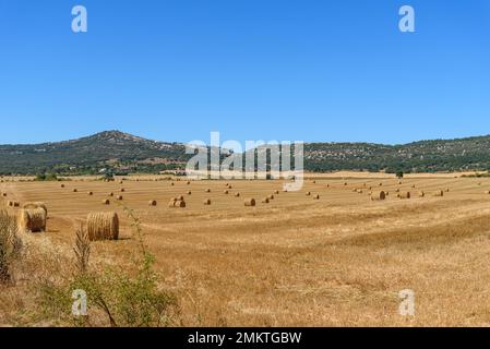 Brötchen Hayes. Die Heufelder ernten. Heuhaufen auf der Wiese. Runde Strohballen auf einem Feld nach der Getreideernte. Wunderschönes Heufeld mit rundem St. Stockfoto