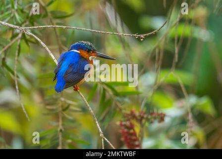 Malagasy Kingfisher - Corythornis vintsioides, wunderschön gefärbter Kinfisher endemisch in Madagaskar Süßwasser. Stockfoto