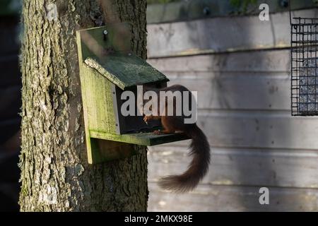 Rotes Eichhörnchen (Sciurus vulgaris), auf Erdnussfütterung, im ländlichen Garten, Dumfries, Südschottland Stockfoto