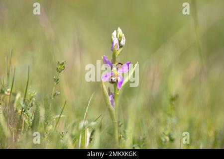 Eine Bienenorchidee in freier Wildbahn Stockfoto