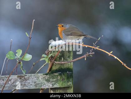 Robin (Erithacus rubecula), in einem ländlichen Garten, Dumfries, Südschottland Stockfoto