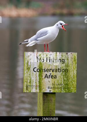 Mittelmeer-Möwe (Larus melanocephalus), im Winter Gefieder und auf einem Schild „No Fishing“ (kein Angeln) stehend Stockfoto