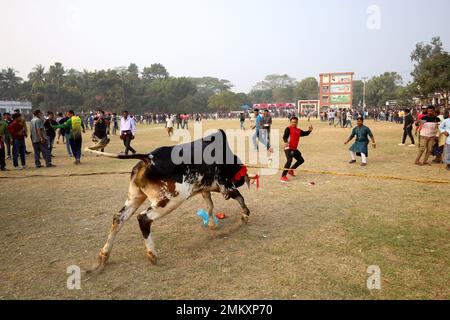 Nawabgonj, Dhaka, Bangladesch. 29. Januar 2023. Die Einheimischen nehmen an einem Kuhjagd-Spiel in Nawabganj von Dhaka Teil. Die Kuhjagd ist in vielen Dörfern Bangladeschs ein traditioneller Sport. Hier binden viele Leute ein großes Seil um den Hals des Stiers, halten es zusammen und erregen den Stier mit Stöcken, rotem Stoff und berstenden Crackern. Die Leute auf beiden Seiten jagten die Kuh schreiend. In der Mitte des Feldes ließen die Leute das Seil los und liefen der Kuh hinterher. . Kredit: ZUMA Press, Inc./Alamy Live News Stockfoto