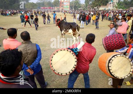 Nawabgonj, Dhaka, Bangladesch. 29. Januar 2023. Die Einheimischen nehmen an einem Kuhjagd-Spiel in Nawabganj von Dhaka Teil. Die Kuhjagd ist in vielen Dörfern Bangladeschs ein traditioneller Sport. Hier binden viele Leute ein großes Seil um den Hals des Stiers, halten es zusammen und erregen den Stier mit Stöcken, rotem Stoff und berstenden Crackern. Die Leute auf beiden Seiten jagten die Kuh schreiend. In der Mitte des Feldes ließen die Leute das Seil los und liefen der Kuh hinterher. . Kredit: ZUMA Press, Inc./Alamy Live News Stockfoto