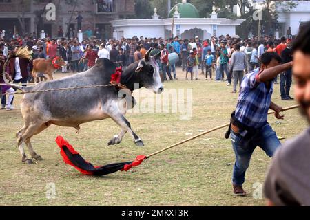 Nawabgonj, Dhaka, Bangladesch. 29. Januar 2023. Die Einheimischen nehmen an einem Kuhjagd-Spiel in Nawabganj von Dhaka Teil. Die Kuhjagd ist in vielen Dörfern Bangladeschs ein traditioneller Sport. Hier binden viele Leute ein großes Seil um den Hals des Stiers, halten es zusammen und erregen den Stier mit Stöcken, rotem Stoff und berstenden Crackern. Die Leute auf beiden Seiten jagten die Kuh schreiend. In der Mitte des Feldes ließen die Leute das Seil los und liefen der Kuh hinterher. . Kredit: ZUMA Press, Inc./Alamy Live News Stockfoto