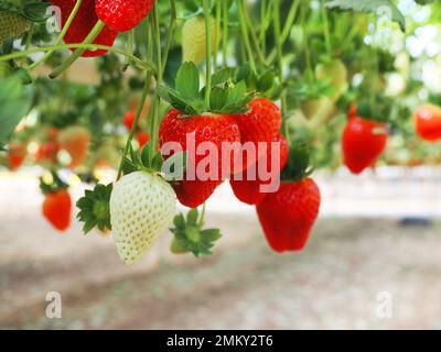 Israelische Erdbeeren wachsen nicht im Boden, sondern oben. Fliegende Erdbeeren. Die hängenden Gärten der Erdbeere. Die moderne israelische Technologie von Be Stockfoto