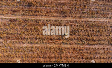 Luftaufnahme der Eukalyptusbäume auf der Plantage, die zum Holzhacken geerntet werden. Draufsicht auf den Eukalyptuswald in Thailand. Stockfoto