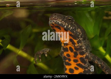 Unterwasser-Nahaufnahme auf einem aquatischen Balkan oder Buresch's Kamm, Triturus büroschi mit hübschen roten Bauchfarben Stockfoto