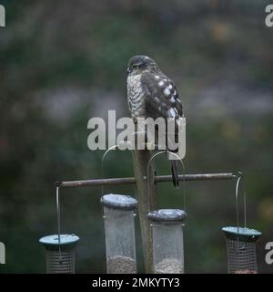 Sperber (Accipiter nisus), junger Mann, sitzt auf Vogelfutter im ländlichen Garten, Dumfries, Südschottland Stockfoto