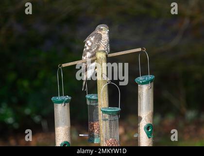 Sperber (Accipiter nisus), junger Mann, sitzt auf Vogelfutter im ländlichen Garten, Dumfries, Südschottland Stockfoto