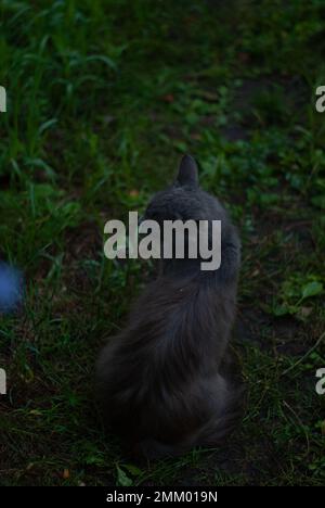 Die graue Katze sitzt im Garten Stockfoto