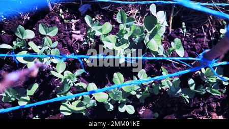 Junge Sprossen von Setzlingen im Gemüsegarten. Grün in einem Gewächshaus. Frische Kräuter im Frühling auf den Betten. Stockfoto