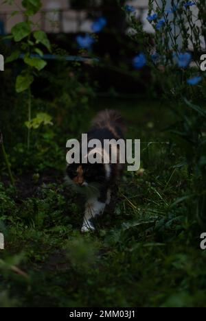 Die Katze läuft mit grünen Pflanzen im Garten herum Stockfoto