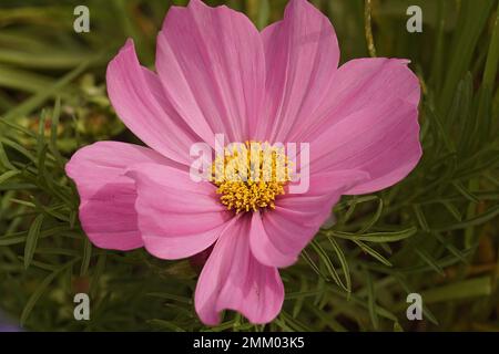 Natürliche Nahaufnahme einer rosafarbenen Cosmos-Blume, Cosmos bipennatus im Garten Stockfoto