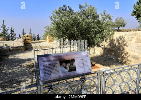 Der Olivenbaum von Papst Joihn Paul II., Mount Nebo, Madaba Gouvernement, Jordanien, Naher Osten Stockfoto