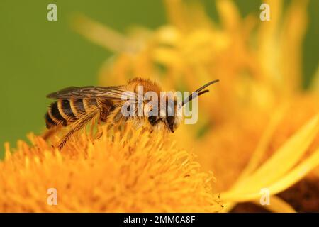 Natürliche Nahaufnahme eines Mannes der Pantalonbiene oder einer haarigen Bergbaubiene auf einer gelben Inula-Blume im Garten Stockfoto