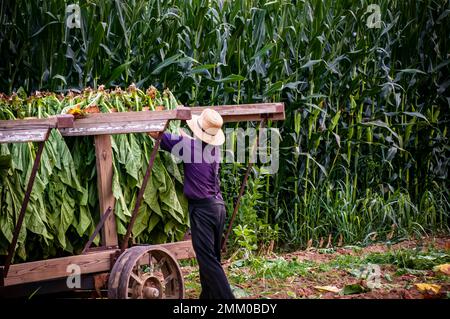 Ein Blick auf einen Amish, der geernteten Tabak auf einen Wagen setzt, um ihn an einem sonnigen Sommertag in die Scheune zu bringen. Stockfoto