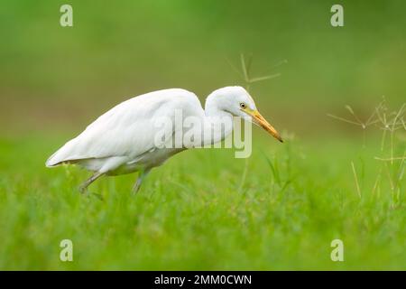 Nahaufnahme eines gehenden Rindereiers (Bubulcus ibis) mit grünem Hintergrund im Frühling an einem sonnigen Tag Stockfoto