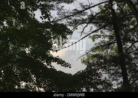 Blick auf grüne Bäume, die zum Himmel hinaufwachsen. Stockfoto