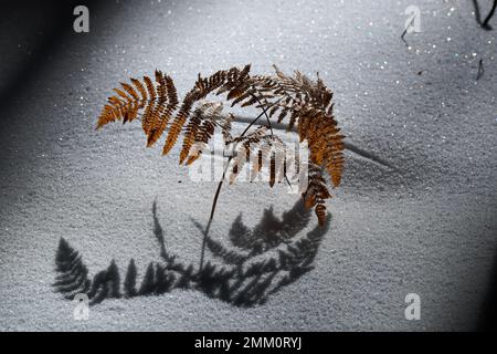 Ein trockener Farn in Licht und Schatten auf glitzerndem weißem Schnee im Winter von Sizilien, Ätna-Nationalpark, Italien Stockfoto