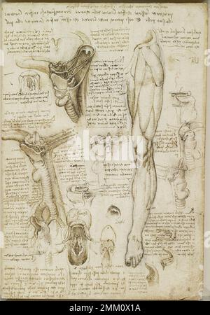 Der Hals und die Beinmuskeln (Recto), Ein Folio aus Leonardos „Anatomisches Manuskript A“, c1510-11, Künstler Leonardo da Vinci (1452-1519) Stockfoto