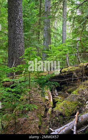 Westliche Schierlingsschaufel, die aus einem Krankenpflegelogbuch wachsen. Kootenai National Forest, Purcell Mountains, Nordwest-Montana. (Foto: Randy Beacham) Stockfoto