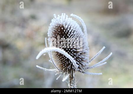 Frost ließ sich auf wildem Teesel nieder. Stockfoto