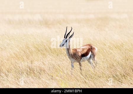 Ein Männchen von Schwarzgesichtenimpala (Aepyceros melampus petersi) bleibt auf trockenem Gras und blickt nach vorne, Etosha National Park, Namibia, Afrika Stockfoto