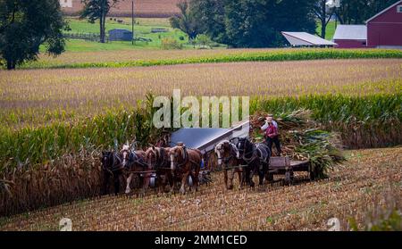 Ein Blick auf den Amischen, der an einem sonnigen Herbsttag sechs Pferde und drei Männer mit dem Mais erntete, wie er vor Jahren gemacht wurde Stockfoto