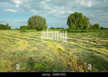 Gemähte ländliche Wiese und bewölkter Himmel, Nowiny, Lubelskie, Ostpolen Stockfoto