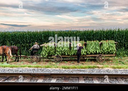Ein Blick auf einen Amish, der geernteten Tabak auf einen Wagen setzt, um ihn an einem sonnigen Sommertag in die Scheune zu bringen. Stockfoto