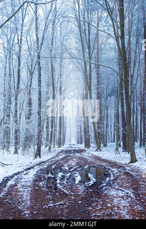 Schlammige Straße im Winter schneebedeckten Wald, Zarzecze, Polen Stockfoto