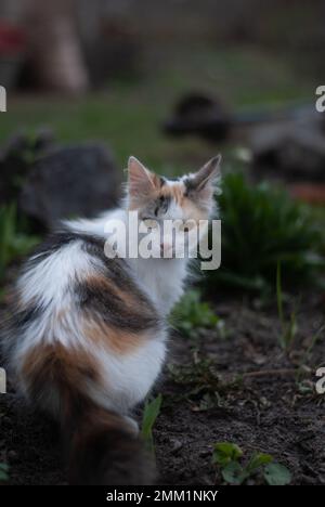 Die Katze sitzt auf dem Boden Stockfoto